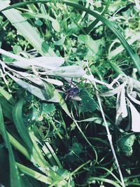 Close-up of insect on grass