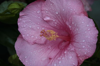 Close-up of raindrops on flower