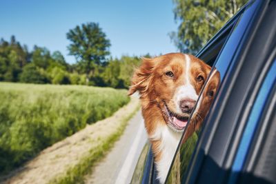 Dog travel by car during sunny summer day. nova scotia duck tolling retriever enjoying road trip.