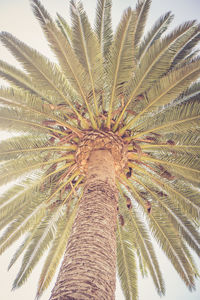 Low angle view of palm tree against sky