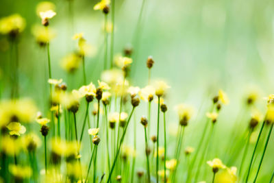 Close-up of yellow flowering plants on field