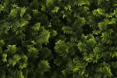 Full frame shot of plants