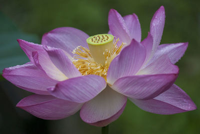 Close-up of pink lotus water lily