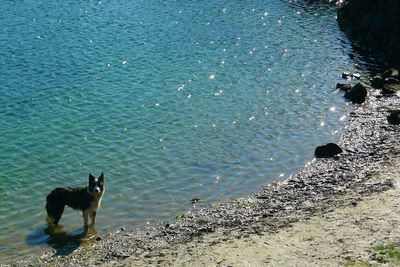 Cat in water