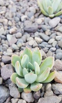 Close-up of cactus growing on pebbles