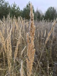 Close-up of stalks in field