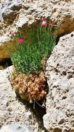 High angle view of flowering plants by rocks