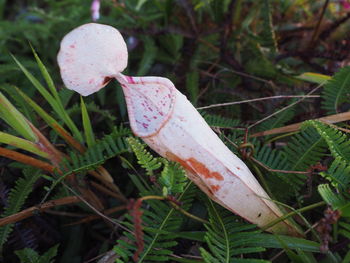 Close-up of mushroom growing on field