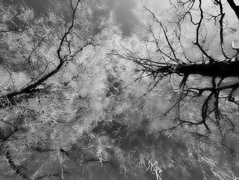 Low angle view of trees against sky