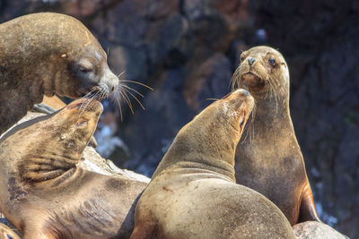 Sea lion relaxing on rock