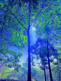 Low angle view of trees in forest