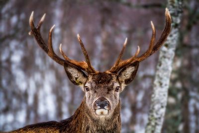 Close-up portrait of an animal