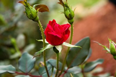 Close-up of red rose blooming outdoors