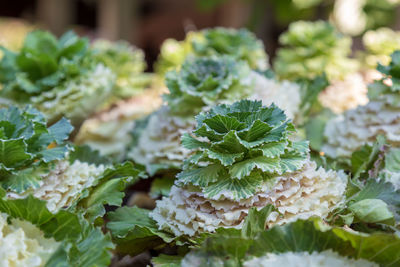 Close-up of fresh green plant