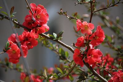 Close-up of pink flowers blooming on tree