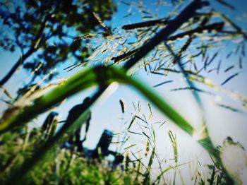 Close-up of plant against sky