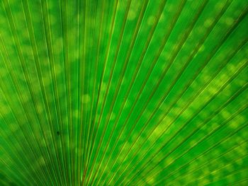 Full frame shot of palm leaf