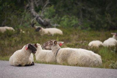 Sheep on grass