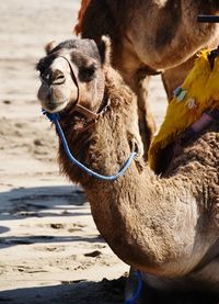 Close-up of a horse on sand