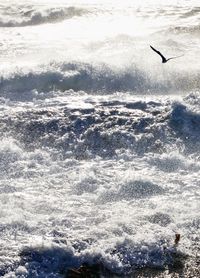 Seagull flying over sea