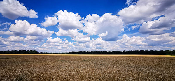 Scenic view of field against sky