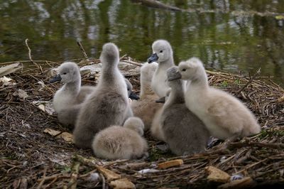 Close-up of cygnets in nest