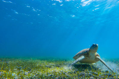 Sea turtle swimming underwater