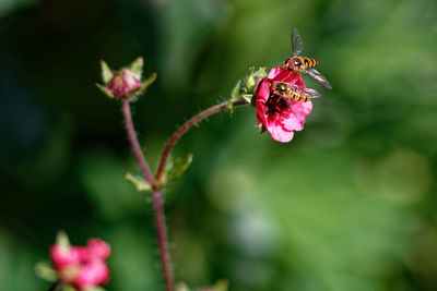 Close-up of insect on pink flower