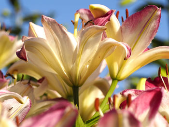 Close-up of pink flower