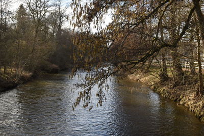 Scenic view of river amidst trees in forest