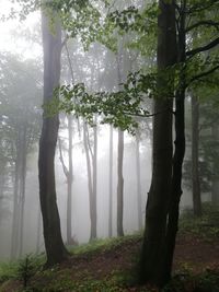 Trees in forest