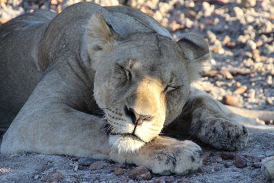 Close-up of a cat resting