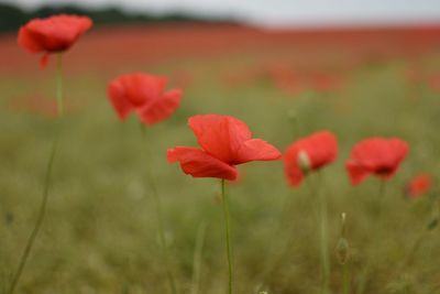 Close-up of red poppy flowers on field