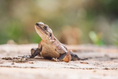 Close-up of lizard on rock