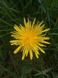 Close-up of yellow flower