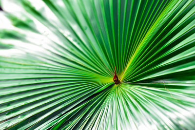 Full frame shot of palm tree