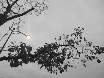 Low angle view of silhouette tree against sky at dusk