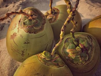 Close-up of prickly pear cactus