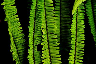 Close-up of fern leaves against black background