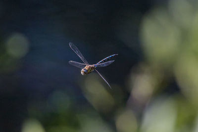 Close-up of insect