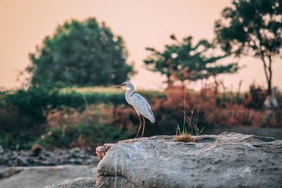 Close-up of gray heron perching on tree against sky