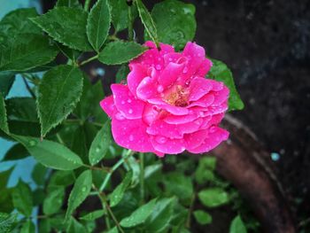 Close-up of wet pink flower blooming outdoors