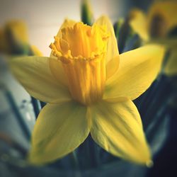 Close-up of yellow flower