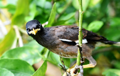 Close-up of bird perching on branch