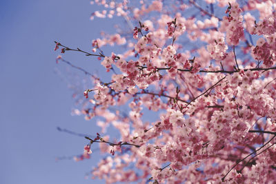 Low angle view of cherry blossoms against sky