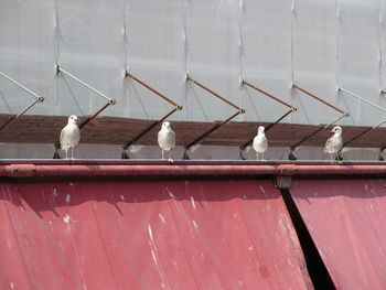 Seagulls perching on metal wall