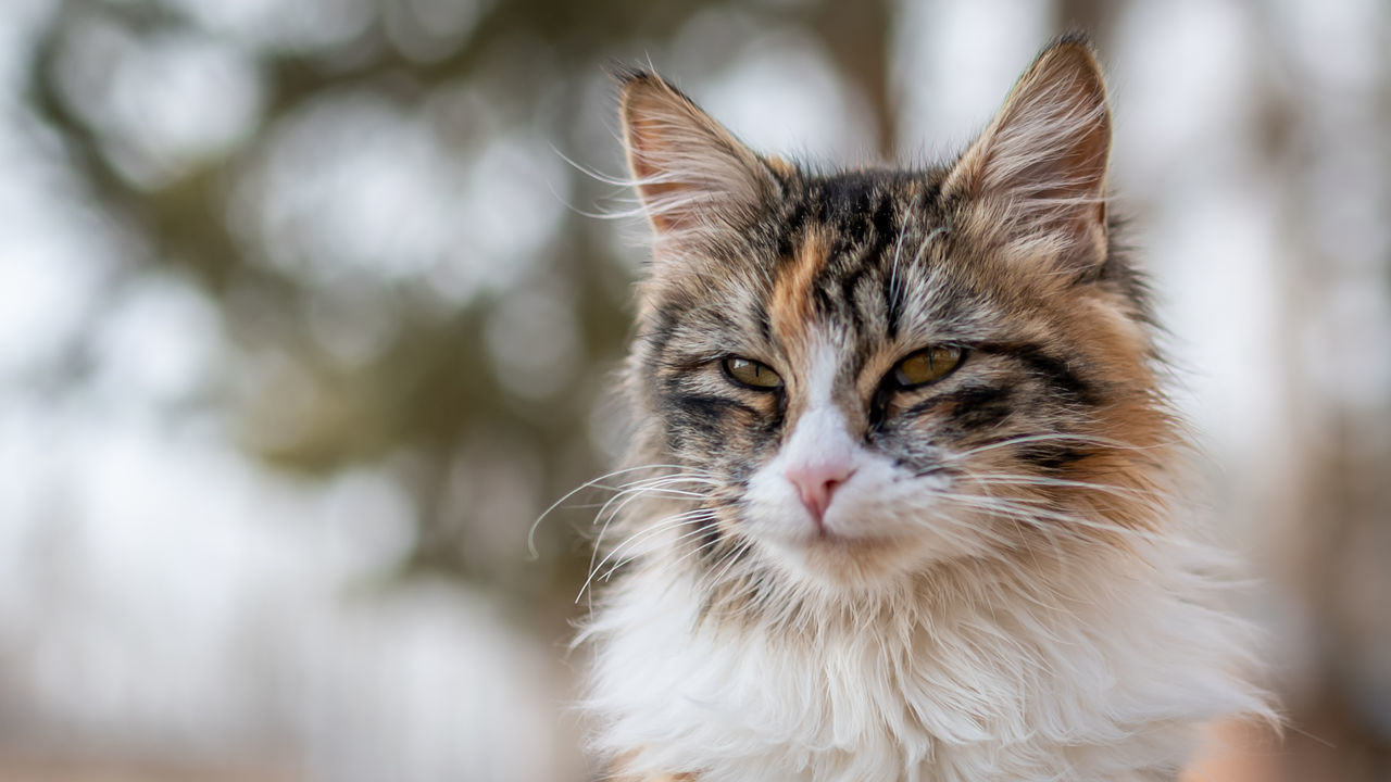 CLOSE-UP OF CAT