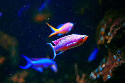 Close-up of fish swimming in sea