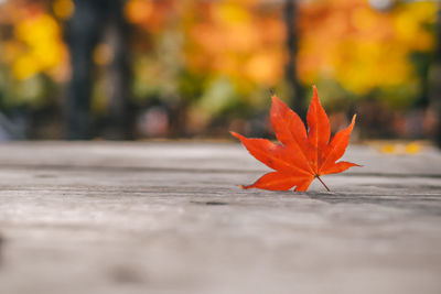Close-up of orange maple leaves on footpath