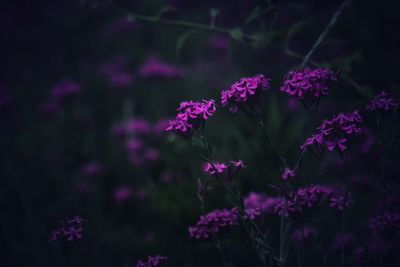 Pink flowers growing on field